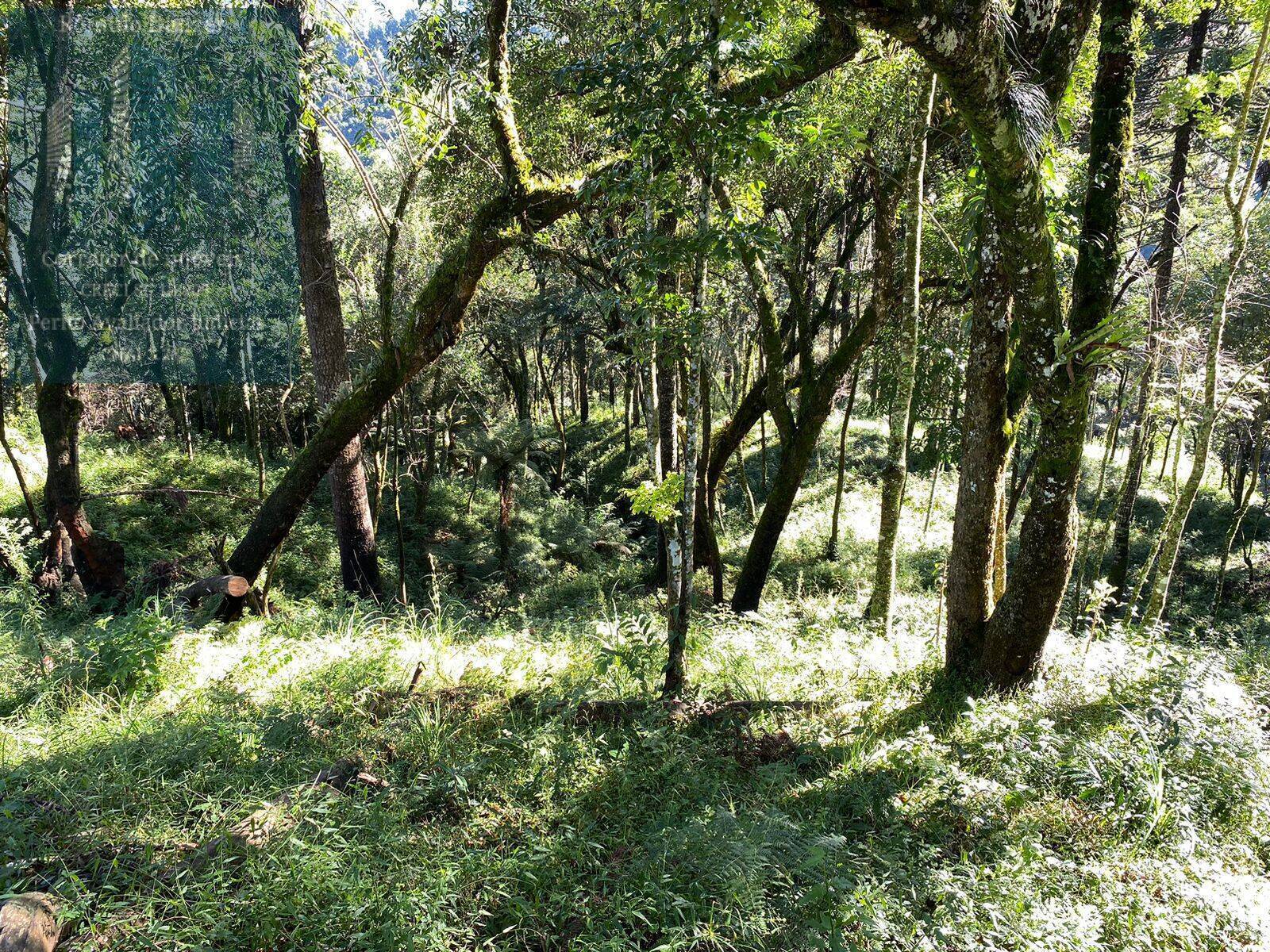 Fazenda à venda, 80000m² - Foto 8